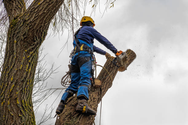 How Our Tree Care Process Works  in  Summerfield, NC